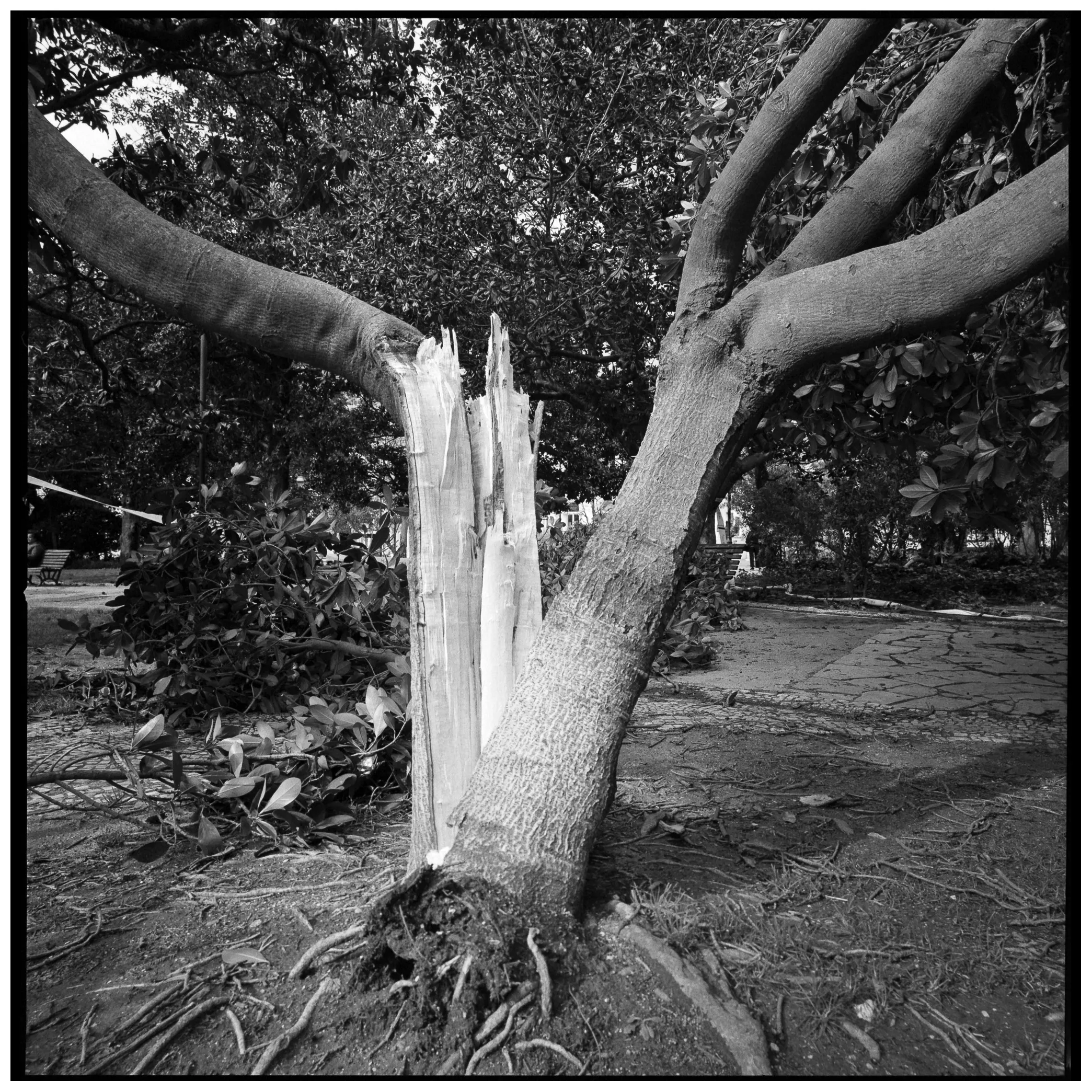 Split trunk of a large tree in a Lisbon park, black and white