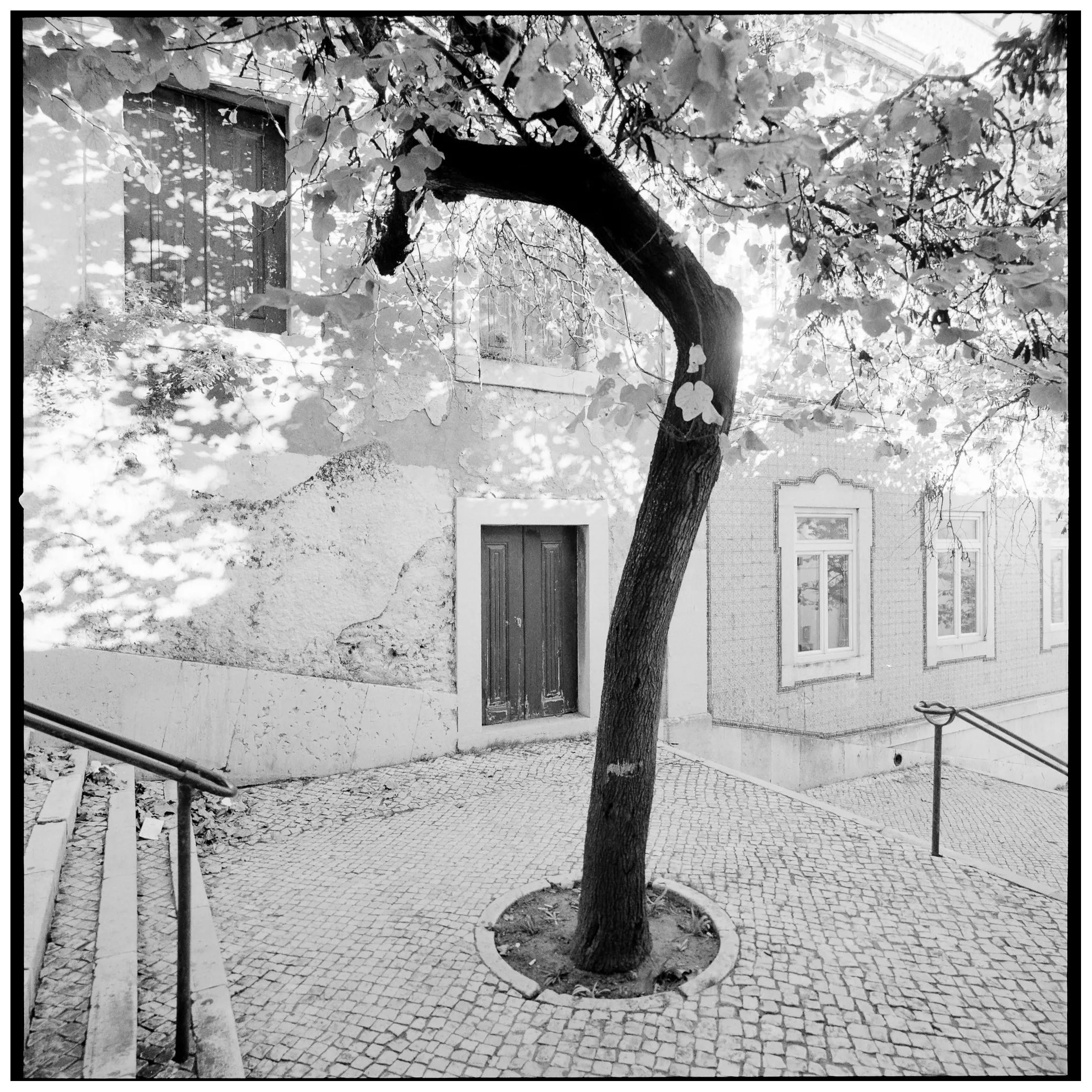 Leaning tree trunk in front of an old tiled Lisbon townhouse