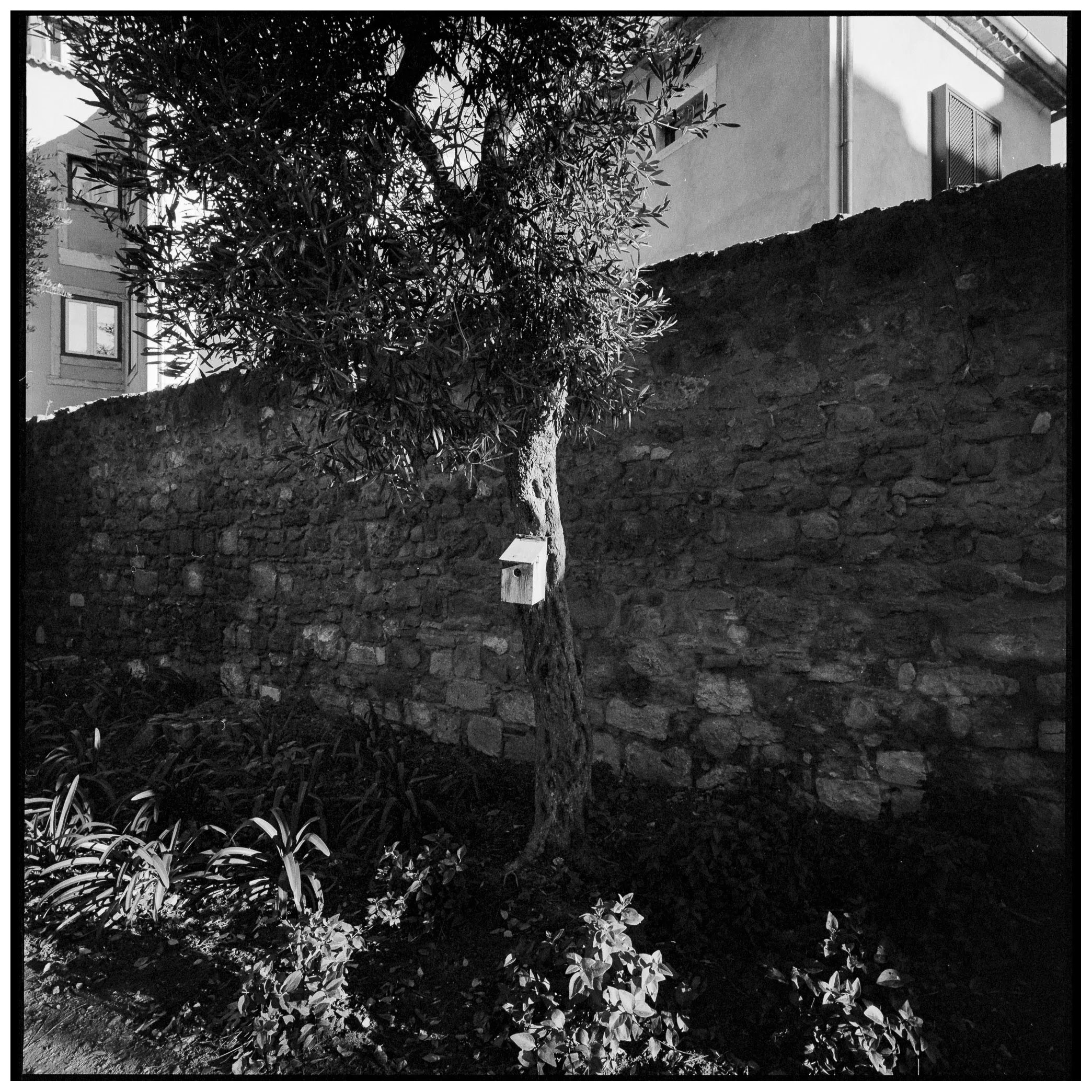Olive tree against a stone wall with a small birdhouse on its trunk