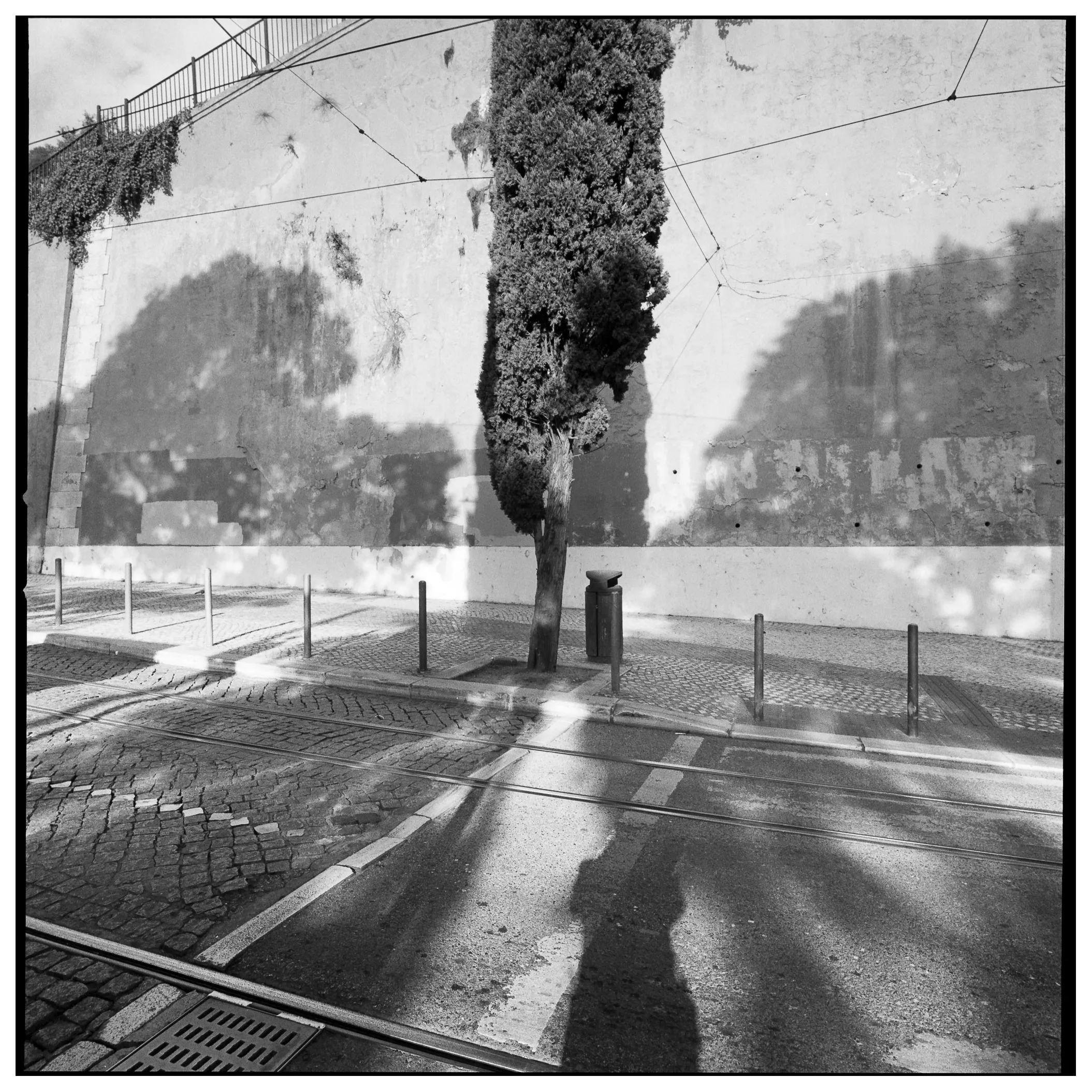 Cypress tree at a tram stop against a weathered wall